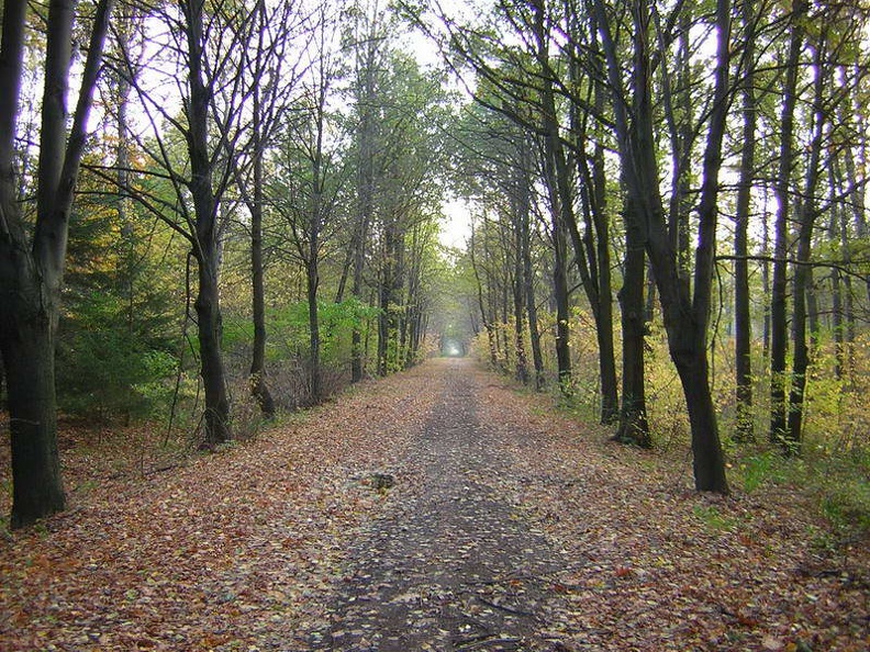 Herbst_Wald.jpg