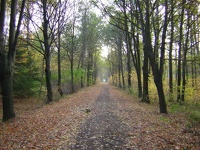 Herbst Wald